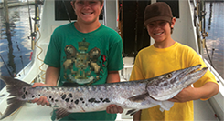 Barracuda trophy fish Barracuda fish