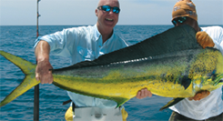 Mahi/Dorado fish Mahi Mahi