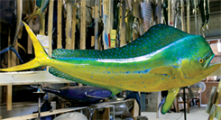 Dorado / Dolphin trophy mount Bull Dolphin trophy mount